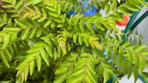 How to grow curry leaves in a pot and 7 mistakes that can kill the plant