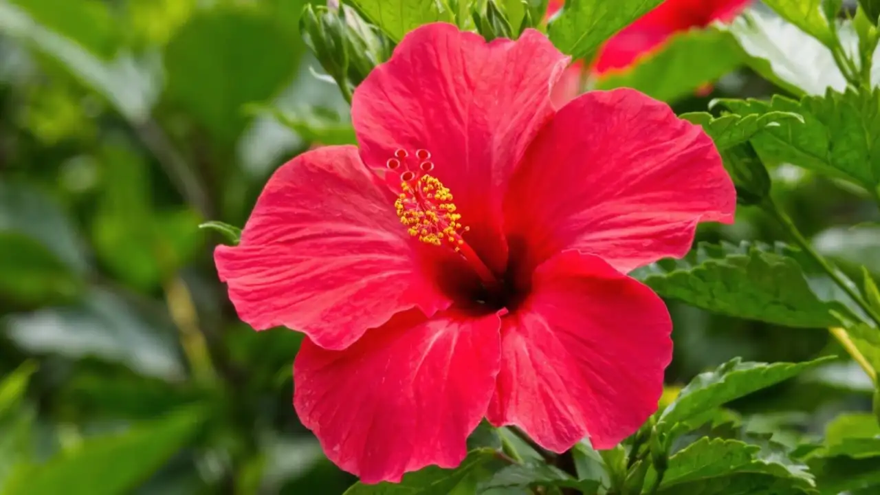 With the right care and attention to these six essentials, you can help your hibiscus plant