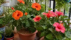 With the right care and attention to these six essentials, you can help your hibiscus plant