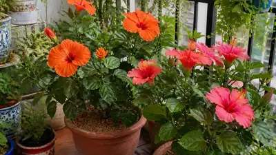 With the right care and attention to these six essentials, you can help your hibiscus plant