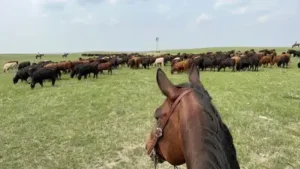 A Texas billionaire couple bought a 40,000-acre Nebraska ranch for $56 million; the property has