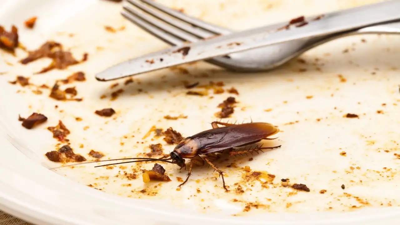 pills and other toxic chemicals exist, some common ingredients may help deter them from your