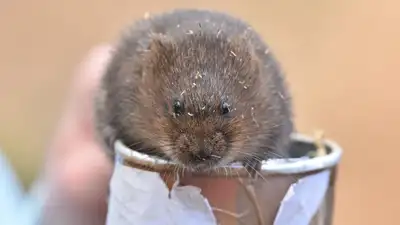 Britain restored a catchment where water voles disappeared; 20: The wider industry impact