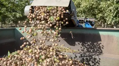 In 2024, a California walnut farmer turned a small email experiment: The wider industry impact