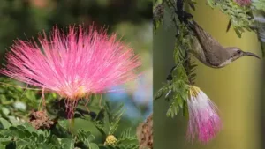 The Asian silktree was brought to America for its delicate pink flowers; its seeds can remain