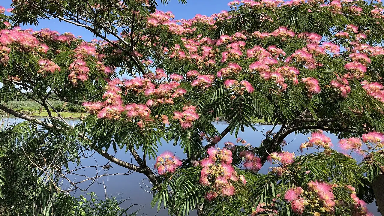 The Asian silktree was brought to America for its delicate pink flowers; its seeds can remain