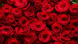 This one gardening trick could make your roses bloom like the expensive ones in a florist's bouquet