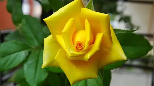 This one gardening trick could make your roses bloom like the expensive ones in a florist's bouquet