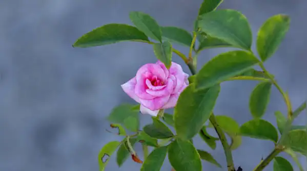 This one gardening trick could make your roses bloom like the expensive ones in a florist's bouquet