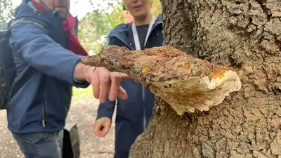 In 1781, medicinal mushrooms Ganoderma lucidum and Ganoderma lingzhi got mixed up as one