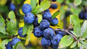 Here is an easy and simple step-by-step guide for beginners to grow blueberries in your home
