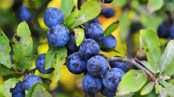 Here is an easy and simple step-by-step guide for beginners to grow blueberries in your home