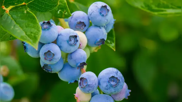 Here is an easy and simple step-by-step guide for beginners to grow blueberries in your home