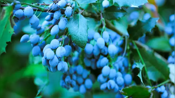 Here is an easy and simple step-by-step guide for beginners to grow blueberries in your home