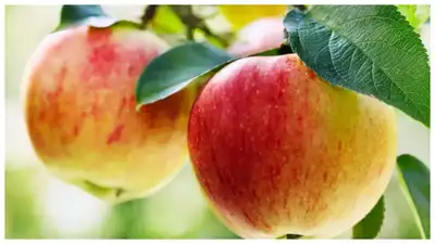Food retailers are rapidly adopting artificial intelligence (AI): The wider industry impact