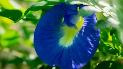 Aparajita is the common Indian name for Clitoria ternatea, also known as butterfly pea — Read
