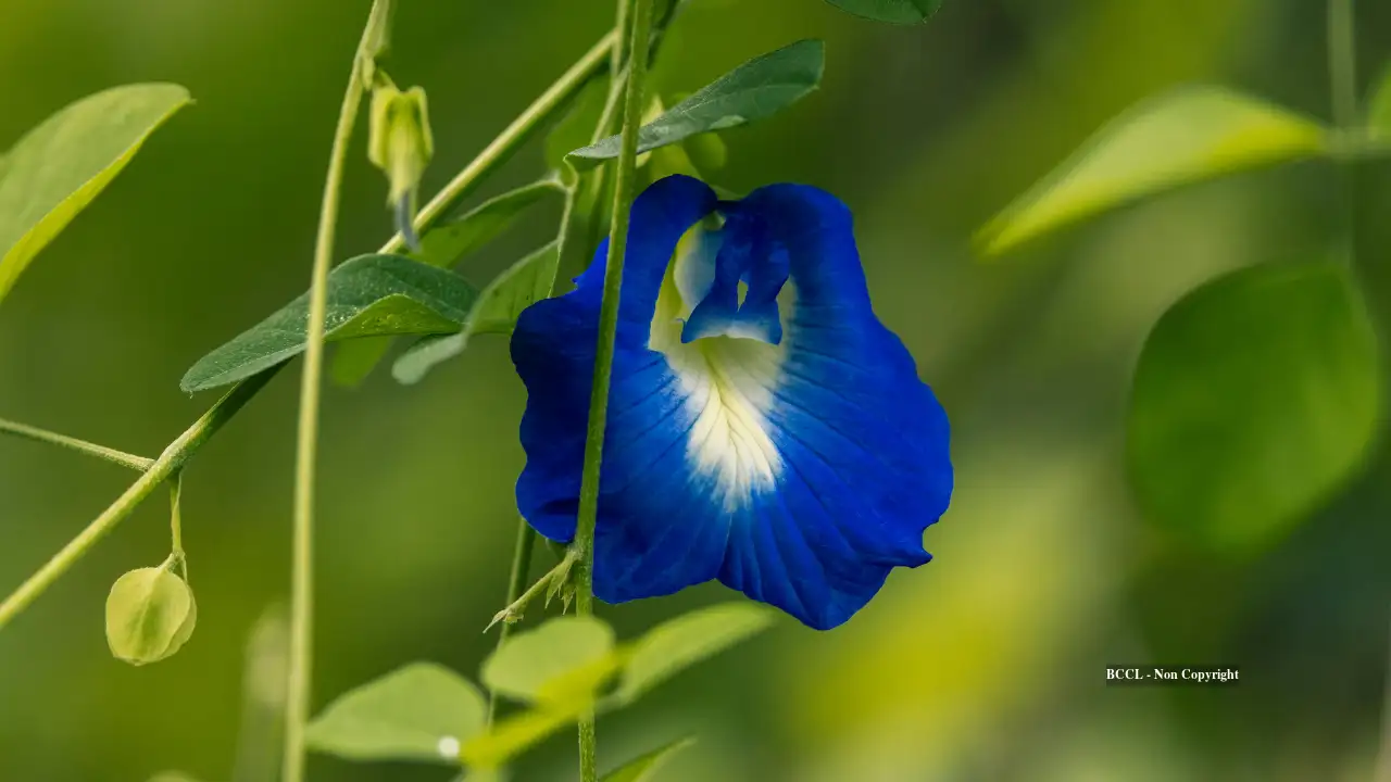 Aparajita is the common Indian name for Clitoria ternatea, also known as butterfly pea — Read