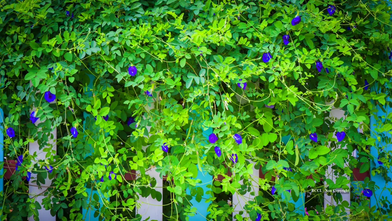 Aparajita is the common Indian name for Clitoria ternatea, also known as butterfly pea — Read