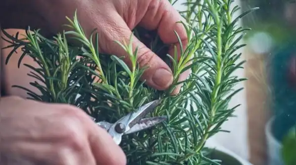 The bottom line is that fall planting is wonderful for the right plants