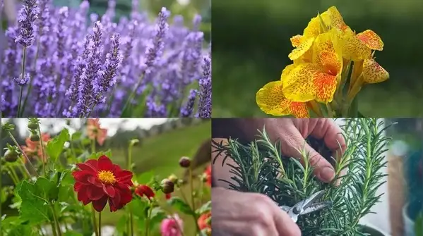 The bottom line is that fall planting is wonderful for the right plants