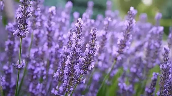 The bottom line is that fall planting is wonderful for the right plants