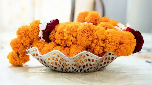 Marigolds are the unofficial flower of Navratri, strung into torans, piled on the puja thali
