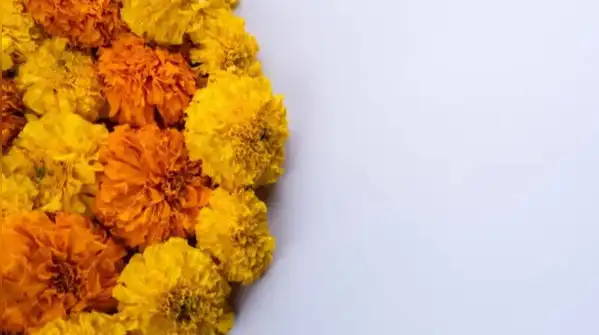 Marigolds are the unofficial flower of Navratri, strung into torans, piled on the puja thali