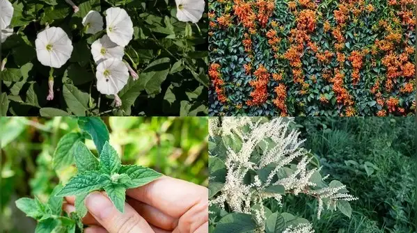 If a neighbour’s bindweed is creeping into your garden, remove the stems as they appear