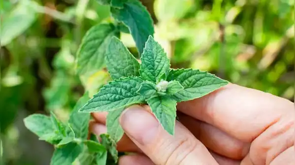 If a neighbour’s bindweed is creeping into your garden, remove the stems as they appear