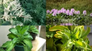 Snap off a small piece, drop it in the soil or toss it into a pond, and it can quietly turn