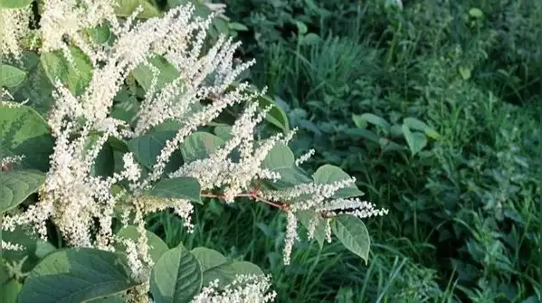 Snap off a small piece, drop it in the soil or toss it into a pond, and it can quietly turn