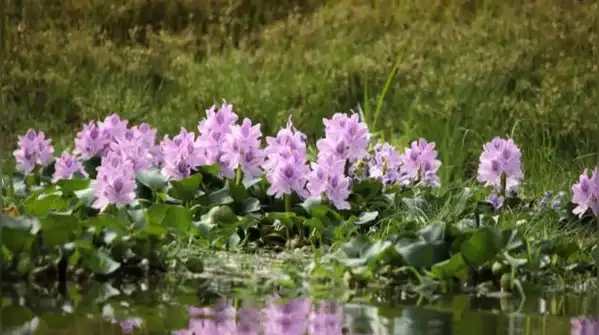 Snap off a small piece, drop it in the soil or toss it into a pond, and it can quietly turn