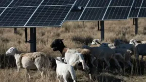 When JR Howard considered selling his small flock of 27 sheep, he was struggling to make