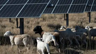 When JR Howard considered selling his small flock of 27 sheep, he was struggling to make