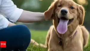 Even a one-day-old puppy could harbour rabies virus, making: The wider industry impact