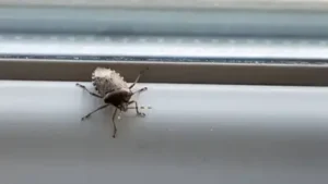As temperatures start dropping through fall, these mottled brown pests go into full