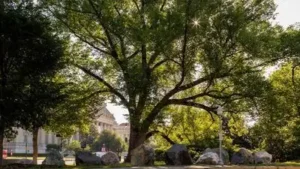An American elm has stood for more than 150 years and witnessed 33: The wider industry impact