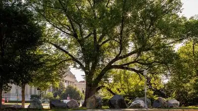 An American elm has stood for more than 150 years and witnessed 33: The wider industry impact