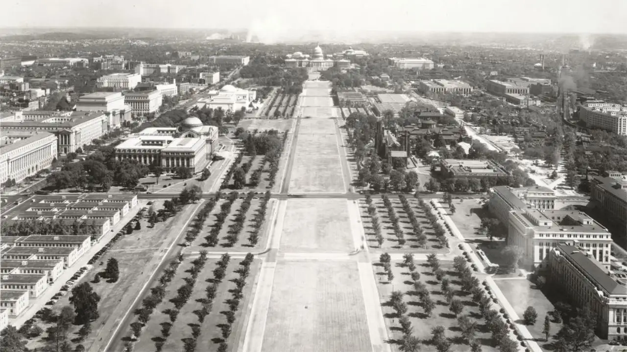 An American elm has stood for more than 150 years and witnessed 33: The wider industry impact