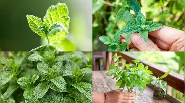 Pinch off the tips regularly, just above a pair of leaves, so that the plant branches out