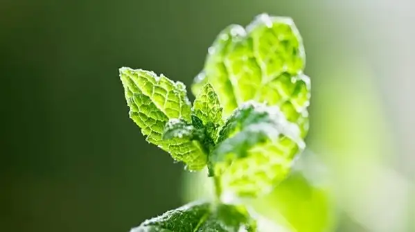 Pinch off the tips regularly, just above a pair of leaves, so that the plant branches out