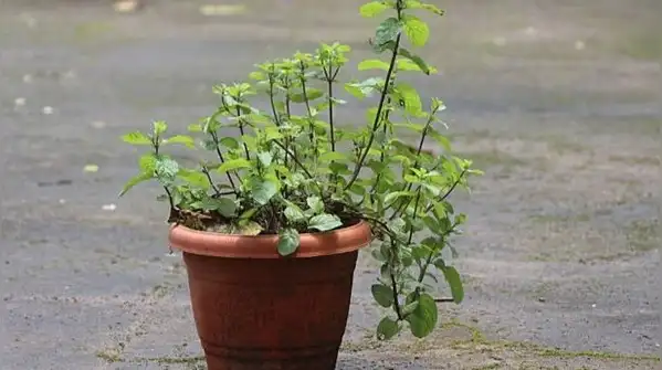 Pinch off the tips regularly, just above a pair of leaves, so that the plant branches out