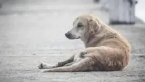 Hyderabad man booked for sexually abusing dog