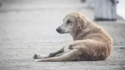 Hyderabad man booked for sexually abusing dog