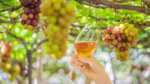 California winery founded in 1981 confronts possible liquidation after $12.7 million family feud
