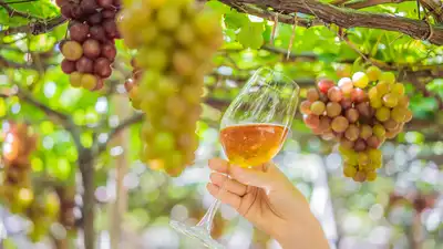 California winery founded in 1981 confronts possible liquidation after $12.7 million family feud