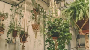 Here are 5 low-effort hanging plants to add to your home Tiny round leaves strung along thin