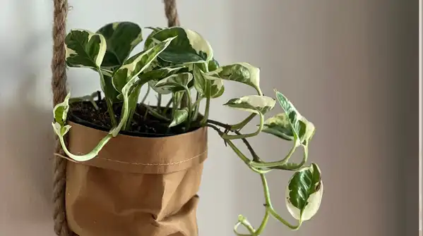 Here are 5 low-effort hanging plants to add to your home Tiny round leaves strung along thin