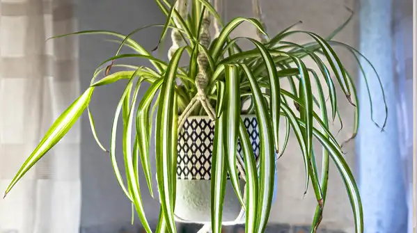 Here are 5 low-effort hanging plants to add to your home Tiny round leaves strung along thin
