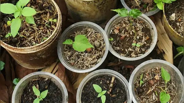 Most of us have a stash of empty plastic water bottles building up at home, and a balcony